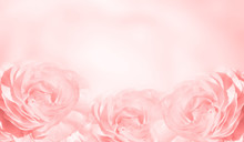 Banner With Three Pink Roses