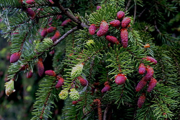 Spruce branches with young, light green shoots and new red cones. Young fir cones on tree branches, spring time.