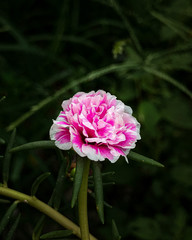 Flor rosa com branco