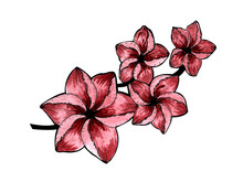 Watercolor Illustration. Hand Painted. Plumeria Branch With Flowers On A White Background