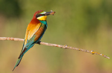 Bee-eater, Merops Apiaster. The Most Colorful Bird Of Eurasia. Bird Caught Prey