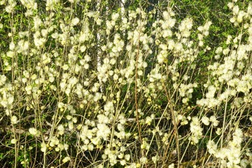 Beautiful pussy willow flowers close up on blue sky background. Blooming fluffy willow twig in early spring                    