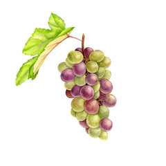 green grape drawing in watercolor