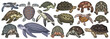 Sea turtle vector cartoon set icon. Vector illustration tortoise on white background. Isolate cartoon set icon sea turtle.