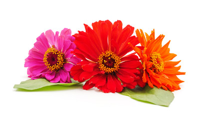 Canvas Print - Bouquet of multicolored zinnia.