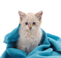 Canvas Print - Kitten in a scarf.