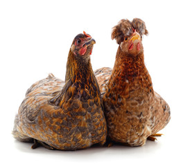 Poster - Two brown chicken.