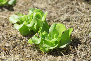 Salad grows in the garden under the open air. Growing green vegetables in organic gardening.