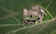 A cute frog on a leaf