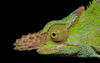 A close up of a green chameleon face