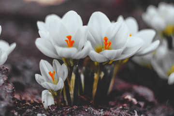 White crocuses in the country in the spring. Bright spring flowers.