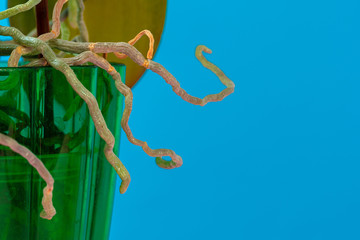 Sticker - Orchid plant roots in a green pot close up. Photo