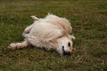 Golden Retriever rolling on back