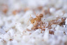 Red Ant Or Oecophylla Smaragdina Fabricius In Nest