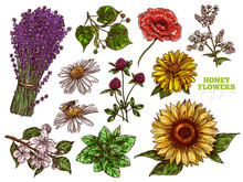 Hand Drawn Color Vector Set Of Wildflower Honey Plants And Flowers. Botanical Sketch Illustration. Floral Herbal Collection Of Linden, Sunflower, Lavender, Poppy, Clover, Mint, Chamomile, Buckwheat