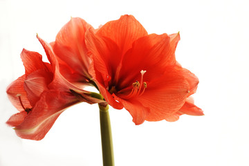 Wall Mural - Bright red colors of an exotic amaryllis flower close-up on a white background.