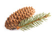  silver fir twig and cone