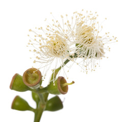 Poster - eucalyptus flowers