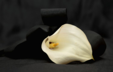 A white calla flower with a black ribbon on black background