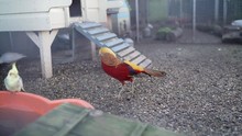 Beautiful And Colorful Yellow Golden Pheasant Bird In The Farm Cage With Other Corella Parrot Friend