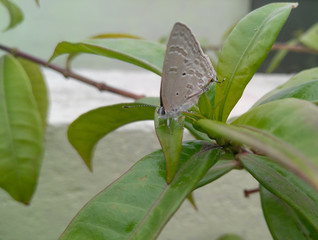 butterfly on a leaf