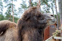 Large Two-humped Brown Camel In The Corral In Winter. Green Forest In The Daytime. Wooden Fence. Artiodactyl Furry Animal. Head Of A Shaggy Camel Close-up.