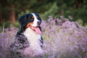 Bernese mountain dog