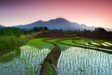 Fototapeta Zachód słońca - the beauty of terracing in rice paddies with green rice, the morning sun with the mist with the beautiful sky of Indonesian rice fields