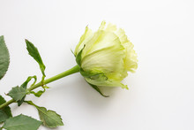 One White Rose With Green Petals On A White Background