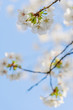 Frühlingserwachen – Kirschblüte vor blauem Himmel