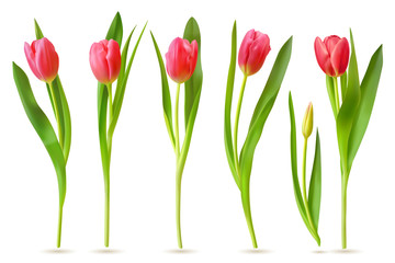 Wall Mural - Realistic tulip. Pink red buds tulips, spring flowers bouquet, colorful floral elements for greeting card, brochure, banner vector 3d set. Tulip bloom spring, floral red plant illustration