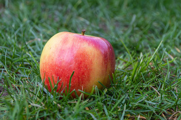 Schöner gesunder roter Apfel im Rasen