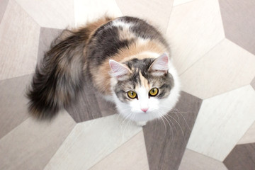 Cute white, ginger, brown cat with pink nose sitting on the floor and looking up. Funny domestic pet. Cute kitten pet image for web, social media and advert banner template. Stock photo.