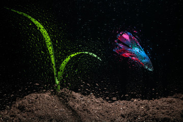 Wall Mural - Beautiful Bettafish with young plant in aquarium