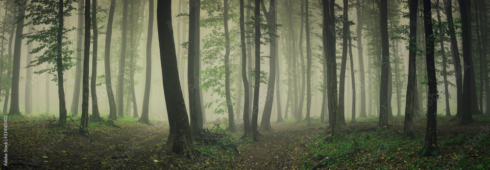 fog in green forest, forest panorama landscape - obrazy, fototapety, plakaty 