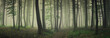 fog in green forest, forest panorama landscape
