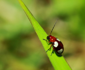 Wall Mural - red black striped fluffy beetle sits on leaf