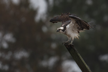 Wall Mural - A female Osprey perched on a rainy morning.