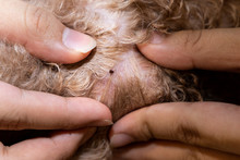 Close-up Of Flea Tick Found On Pet Dog Body After Shower