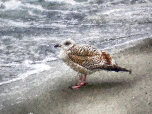 Young European Herring Gull On Baltic Sea Beach.