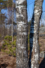 Canvas Print - two birch trees in the forest