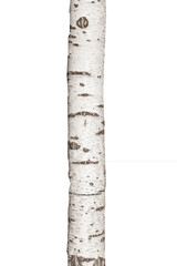 Wall Mural - Natural birch tree trunk isolated on white background