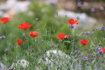 Wall Mural - nice wild flower meadow