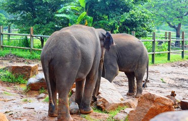 Wall Mural - The Asian elephant is the largest living land animal in Asia.