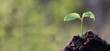 canvas print picture - Ein neues Pflänzchen wächst aus der Erde, Ein Symbol für Neuanfang