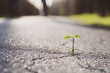 canvas print picture - Eine kleine Pflanze wächst aus einem Riss in der Straße 