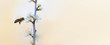 Flower banner with bee on soft Background, with copyspace for Text