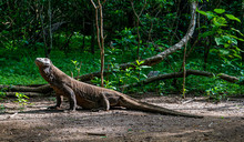 Komodo Dragon In The Green On Komodo Island