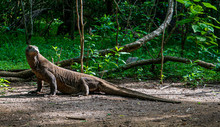 Komodo Dragon In The Green On Komodo Island