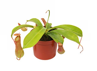 Wall Mural - Plante carnivore Nepenthes alata